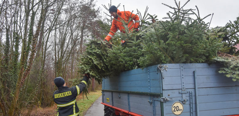 Jugendfeuerwehren der Stadt Bückeburg sammeln ausgediente Weihnachtsbäume ein