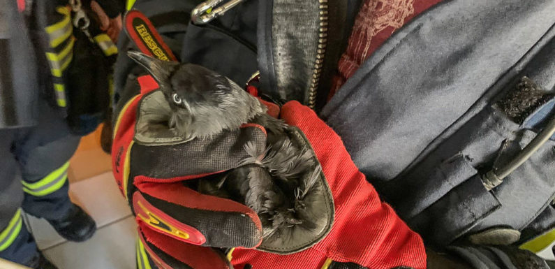 Feuerwehr rettet Vogel aus Dunstabzugshaube
