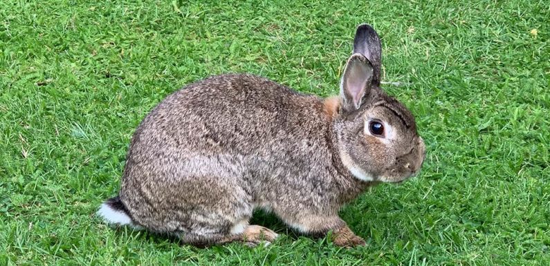 Wiedensahl: 15 Kaninchen gestohlen