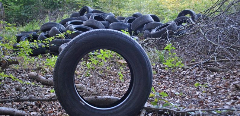 Erneut 230 alte Reifen illegal im Schaumburger Wald entsorgt