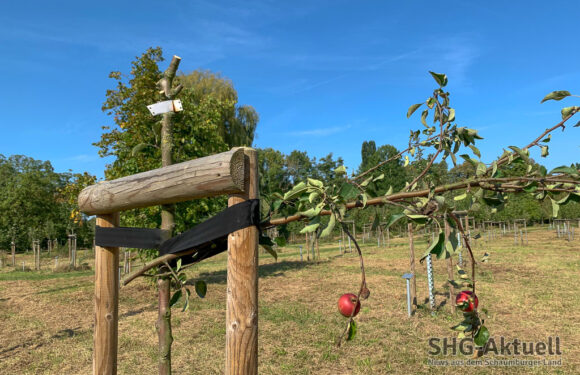 Rinteln: 30 Apfelbäume im Generationenpark zerstört
