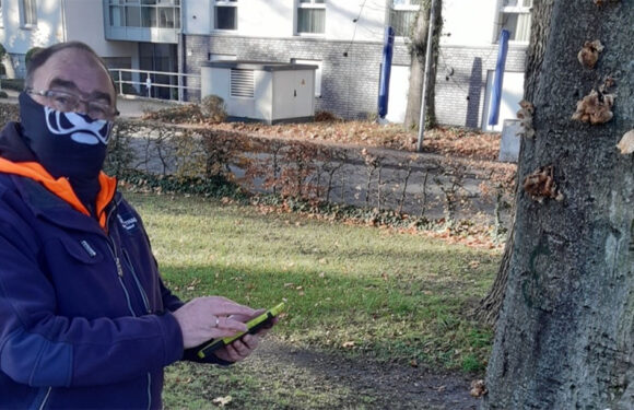 Stadthagen: Baumkontrolleur Uwe Achter achtet auf schädliche Baumpilze