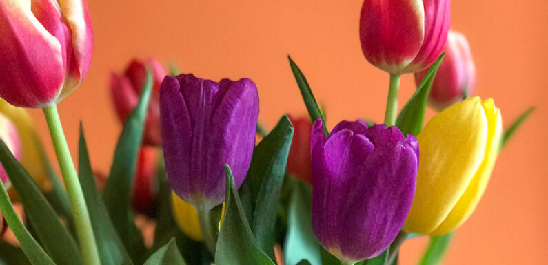 Niedersächsische Corona-Verordnung geändert: Blumenläden dürfen öffnen