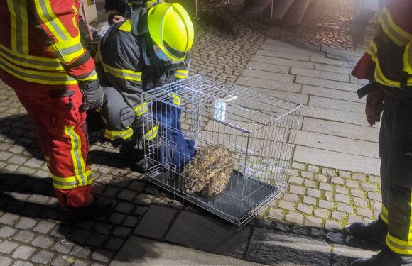 Rettungseinsatz von Polizei und Feuerwehr: Eule in Bückeburger Innenstadt gerettet
