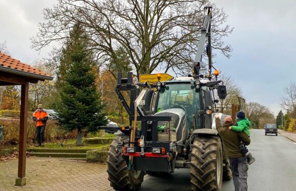 Wendthagen: Ein Weihnachtsbaum für den Dorfplatz