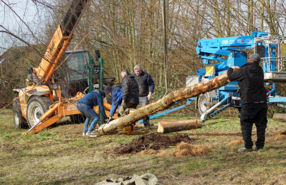 Reparatur für gefiederte Gäste: Storchenpaar in Meinsen-Warber bekommt neuen Mast aus dem Schaumburger Wald
