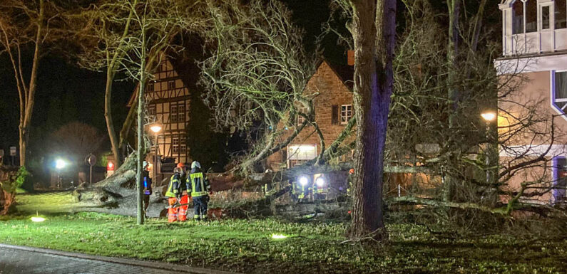 Orkan „Zeynep“ lässt massenweise Bäume umstürzen: Über 190 Einsätze für Feuerwehren in Schaumburg