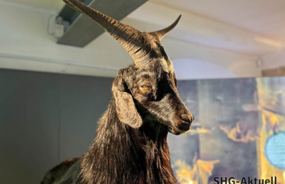 Rinteln: Neue Ausstellung „Hexenwahn“ im Museum Eulenburg eröffnet