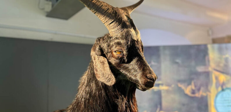 Rinteln: Neue Ausstellung „Hexenwahn“ im Museum Eulenburg eröffnet