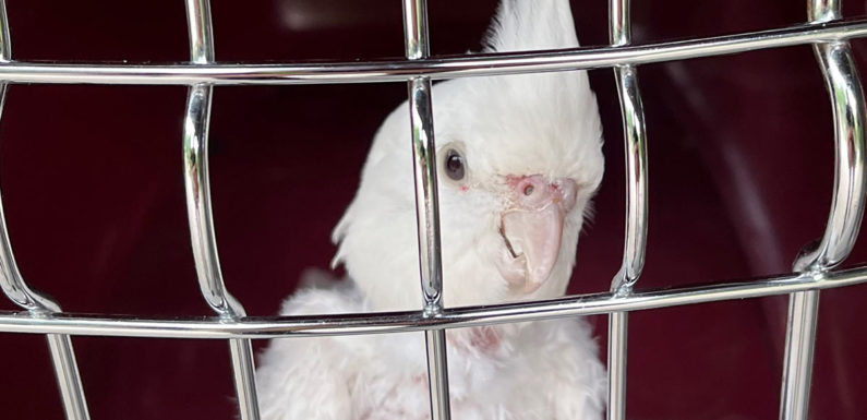 Noch ein tierischer Einsatz in Bückeburg: Verletzter Papagei gerettet