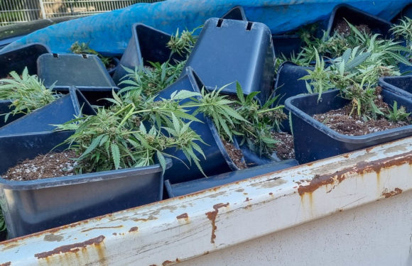 Zeuge entdeckt Indoor-Plantage: Polizei beschlagnahmt rund 1000 Cannabispflanzen in Niedernwöhren