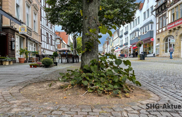 Bückeburg: Vorbereitungen für Baumsanierung in der Langen Straße starten