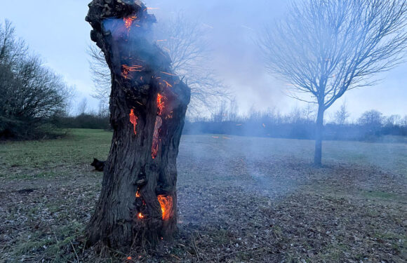 Brennender Baum sorgt für Feuerwehreinsatz in Sachsenhagen