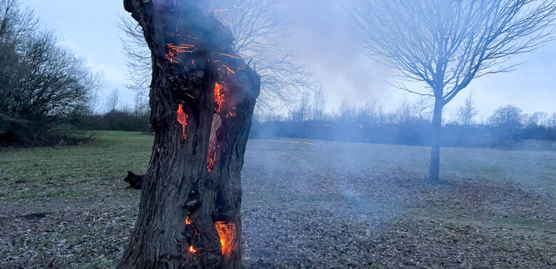 Brennender Baum sorgt für Feuerwehreinsatz in Sachsenhagen