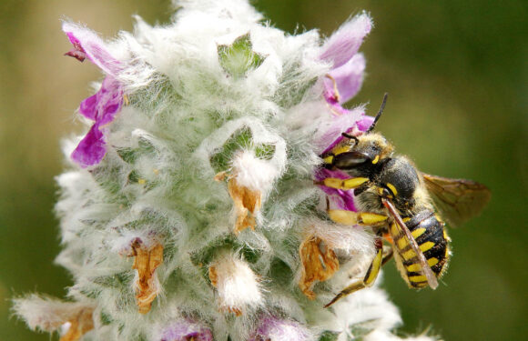 „Bienen-Enthustiast“ Peter Walter informiert in Scheier Dorfgemeinschaftshaus über insektenfreundliche Gärten
