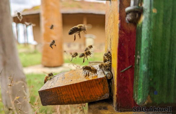 „Die Bienen und die Kunst“: Vortrag von Peter Weber im Schaumburger Bienenhaus