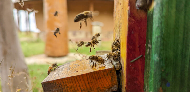 „Die Bienen und die Kunst“: Vortrag von Peter Weber im Schaumburger Bienenhaus