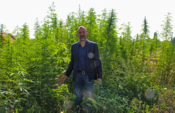 Cannabis-Netzwerk Schaumburg möchte informieren, aufklären und Hanfpflanze vielfältig nutzen
