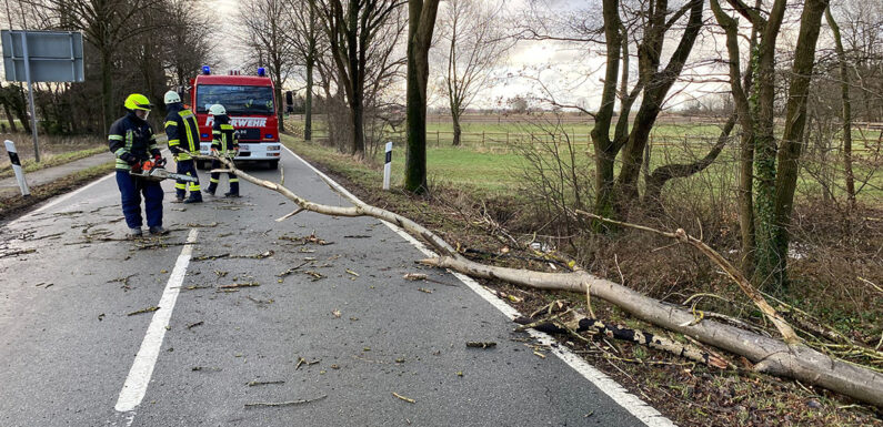 Sturmschaden in Wölpinghausen: Baum fällt auf Landstraße