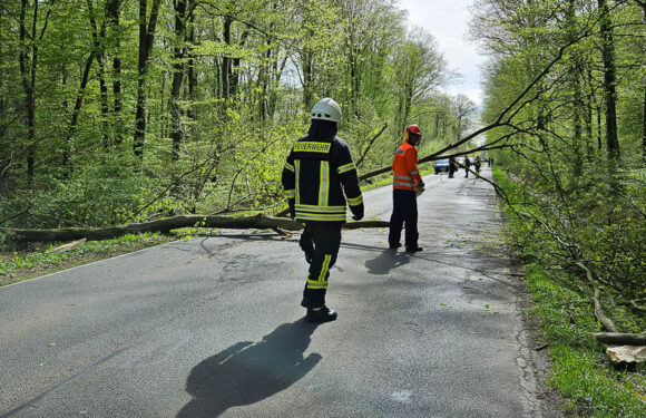 Hagenburg: Baum fällt auf Landesstraße und verfehlt Auto nur knapp