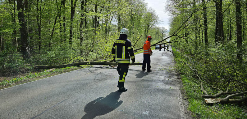 Hagenburg: Baum fällt auf Landesstraße und verfehlt Auto nur knapp